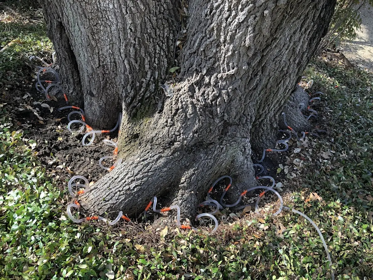Detailed Tree Cabling and Bracing job site in Tonganoxie