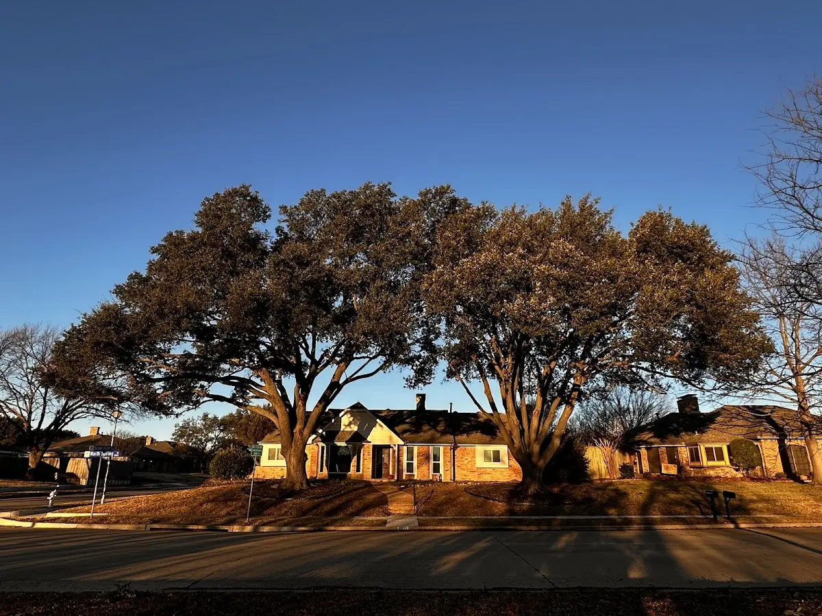 Established residential canopy tree shading a home in Tonganoxie